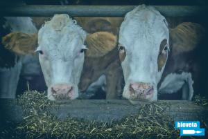 Bioveta in Seminars on Cow Reproduction in the Russian Federation