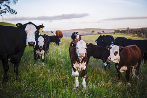 A Videoconference on Recent Trends in Cattle Vaccination